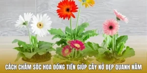 Cách Chăm Sóc Hoa Đồng Tiền Cho Nông Dân